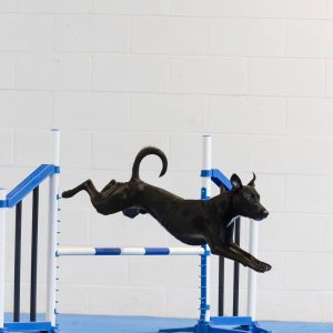 Beginner Agility Try It Workshop 1.5 Hours $50 July 18th