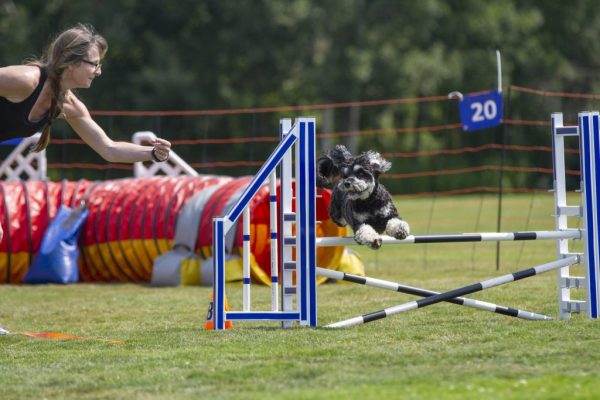 Intermediate Agility starting April 3rd Thursdays at 5pm for 6 weeks - outdoors in Port Moody