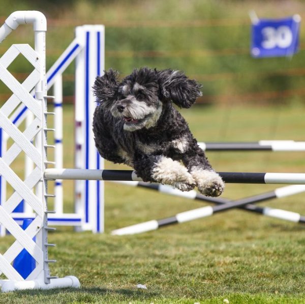 Advanced Agility starting Saturday March 15th at 1:15 pm for 6 weeks - Aldergrove