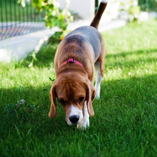 Group Puppy skills and Potty Training Tips (One hour workshop February 10th)