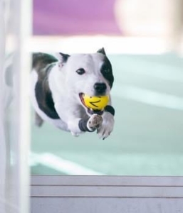 Group Intro to Flyball (2 hour workshop February 2025)