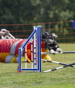 Beginner Agility starting Thursdays April 3rd at 6pm for 6 weeks – outdoors in Port Moody