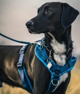 Group Leash Reactivity 2 hour Workshop (April 2025)