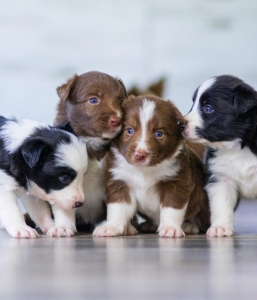Group Puppy & Me (Monday February 10th 7pm / 5 weeks)