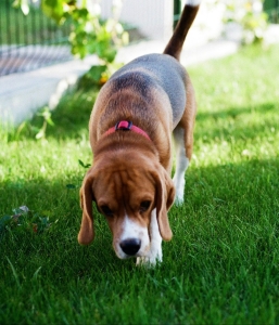 Group Potty Training Tips and puppy skills (February 2 hour workshop 2025)